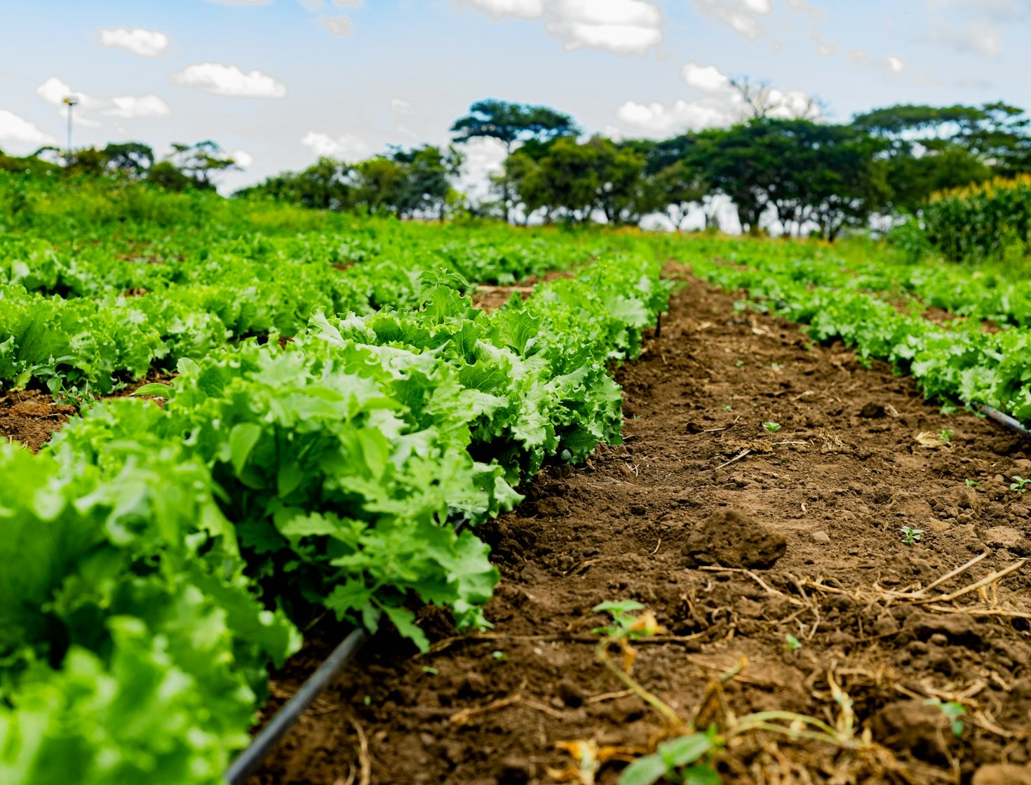 How AGRISOKO AFRICA Transforms Agribusinesses